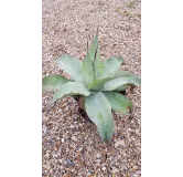 Agave ovatifolia 'Vanzie'