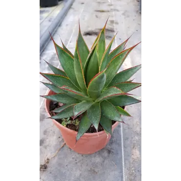 Agave attenuata 'Green glow'