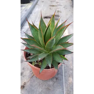 Agave attenuata 'Green glow'