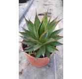 Agave attenuata 'Green glow'