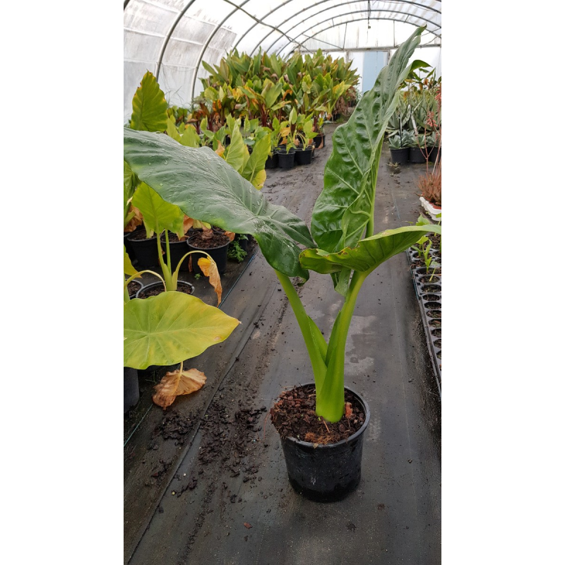 Alocasia macrorrhiza