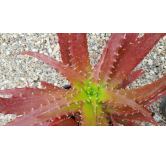 Aloe dorothea 'Crimson'