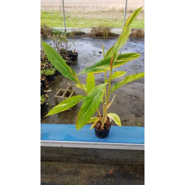 Alpinia zerumbet 'Variegata'