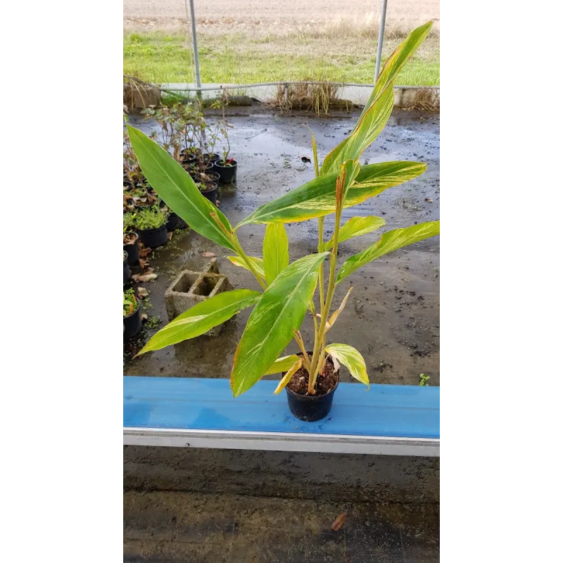 Alpinia zerumbet 'Variegata'