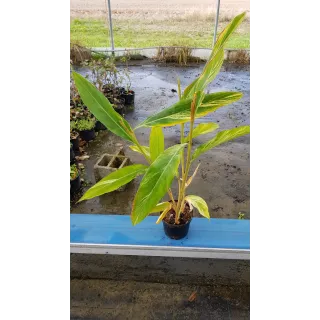 Alpinia zerumbet 'Variegata'