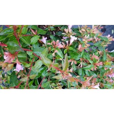 Abelia X 'Edouard Goucher'