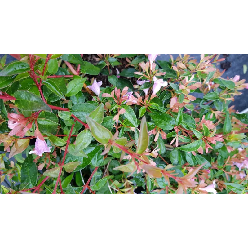 Abelia X 'Edouard Goucher'