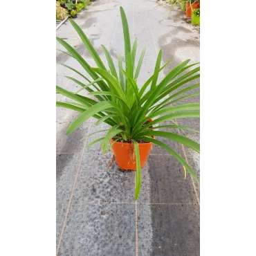 Agapanthus africanus 'Bleu'