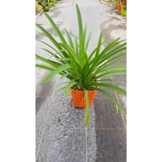 Agapanthus africanus 'Bleu'