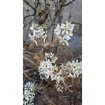 Amelanchier canadensis