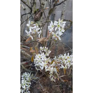 Amelanchier canadensis