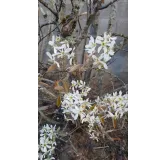 Amelanchier canadensis