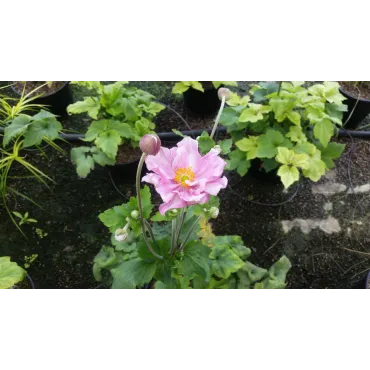 Anemone x 'Honorine Jobert'