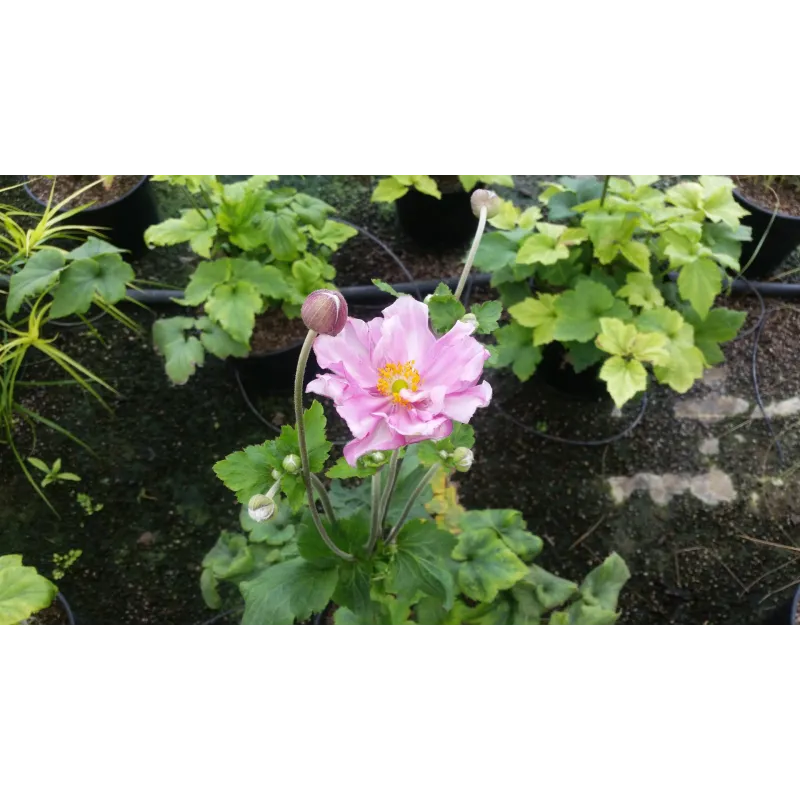 Anemone x 'Honorine Jobert'