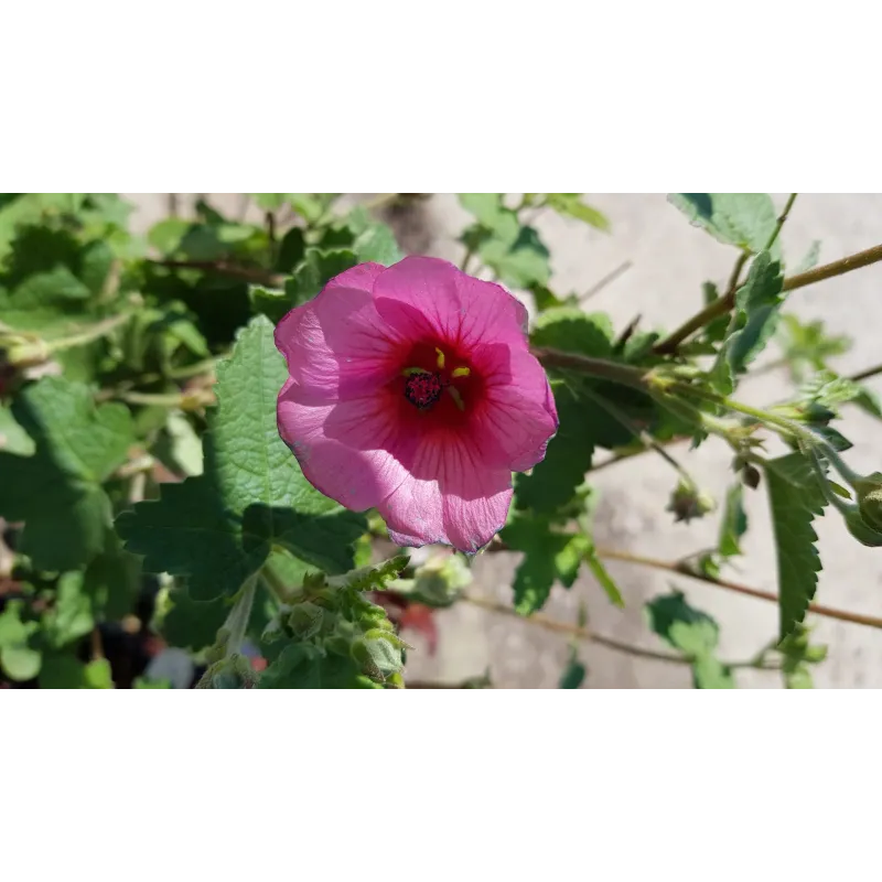 Anisodonthea capensis 'El rayo'