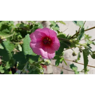 Anisodonthea capensis 'El rayo'