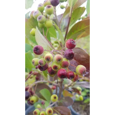 Aronia prunifolia 'Nero'