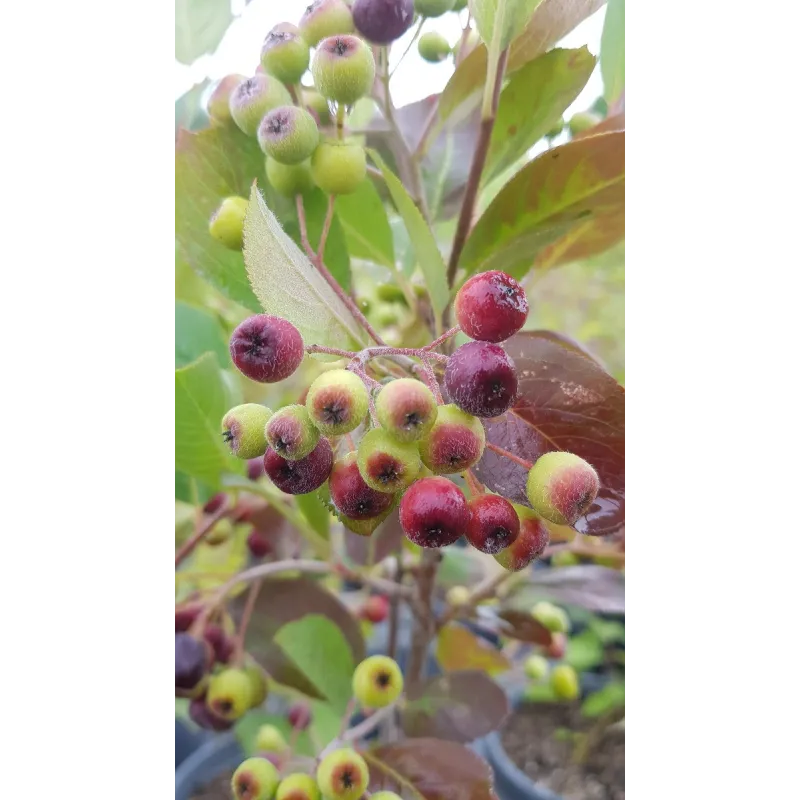 Aronia prunifolia 'Nero'