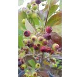 Aronia prunifolia 'Nero'