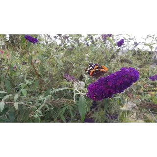 Buddleia davidii 'Black Knight'