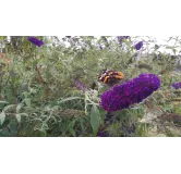 Buddleia davidii 'Black Knight'