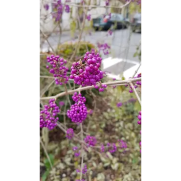 Callicarpa bodinieri 'Profusion'