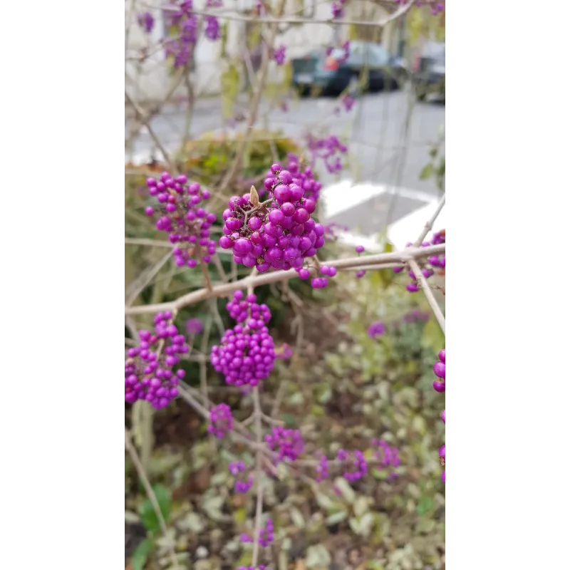 Callicarpa bodinieri 'Profusion'