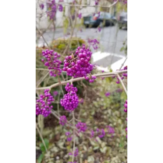 Callicarpa bodinieri 'Profusion'