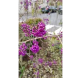 Callicarpa bodinieri 'Profusion'