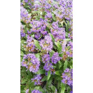 Caryopteris x clandonensis 'Grand Bleu'