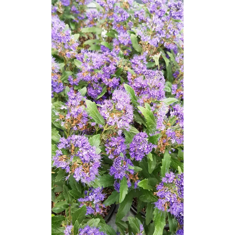 Caryopteris x clandonensis 'Grand Bleu'