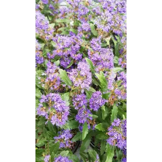 Caryopteris x clandonensis 'Grand Bleu'