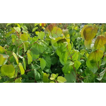 Cercidiphyllum japonicum