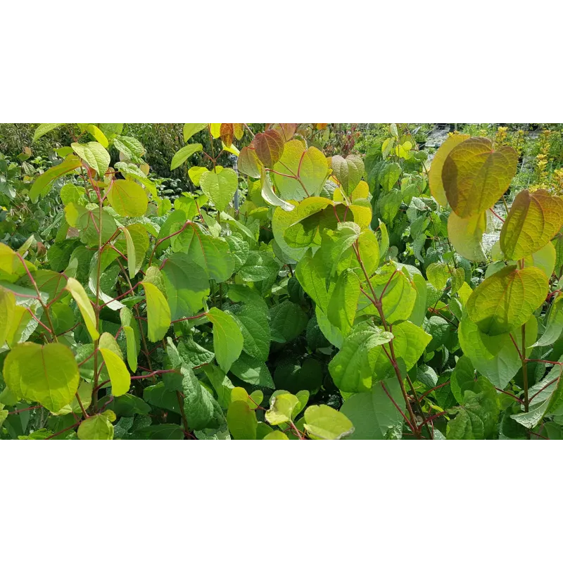 Cercidiphyllum japonicum