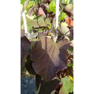 Cercis canadensis 'Forest Pansy'