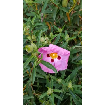 Cistus purpureus