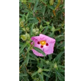 Cistus purpureus