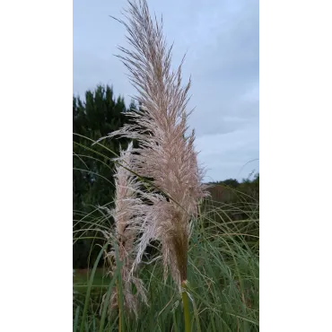 Cortaderia selloana 'Rentadleri'