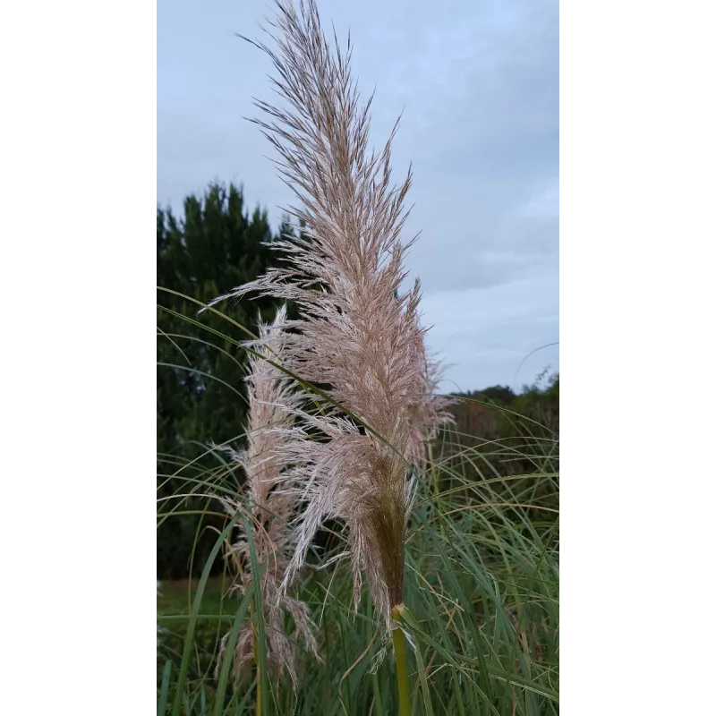 Cortaderia selloana 'Rentadleri'