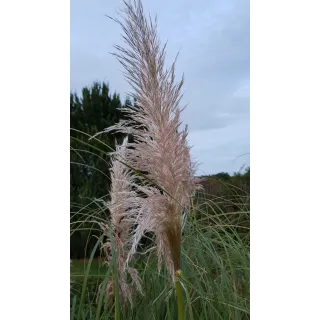 Cortaderia selloana 'Rentadleri'