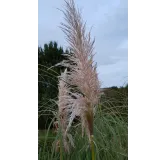 Cortaderia selloana 'Rentadleri'