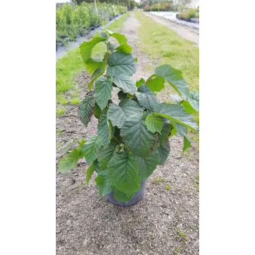 Corylus avellana