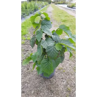 Corylus avellana