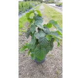 Corylus avellana