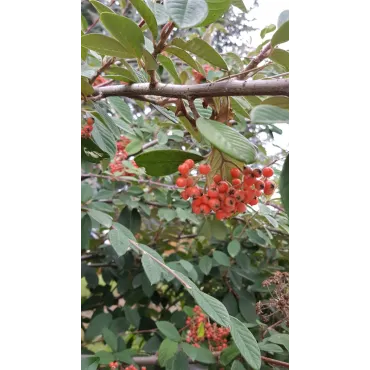 Cotoneaster lacteus