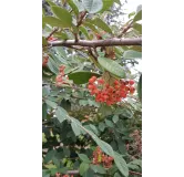 Cotoneaster lacteus