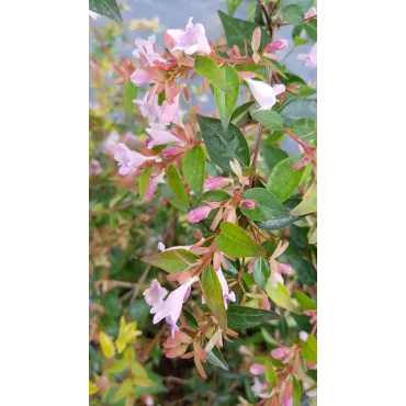 Abelia X 'Edouard Goucher'