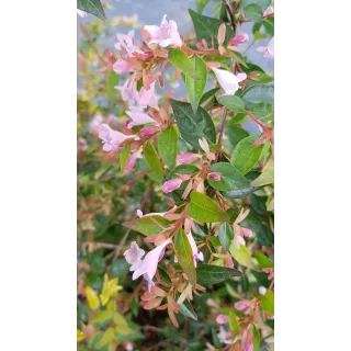 Abelia X 'Edouard Goucher'