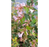 Abelia X 'Edouard Goucher'