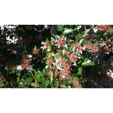 Abelia x grandiflora